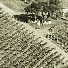 Vista aerea del campo