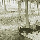 Cesta de uvas en el surco