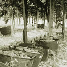 Cestas de uvas en el surco