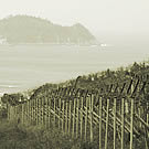 Viñedo con vista a getaria